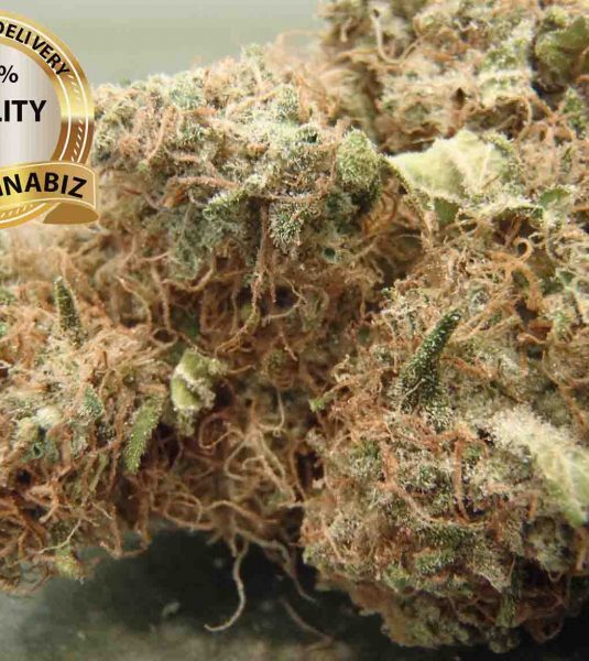 AK 47