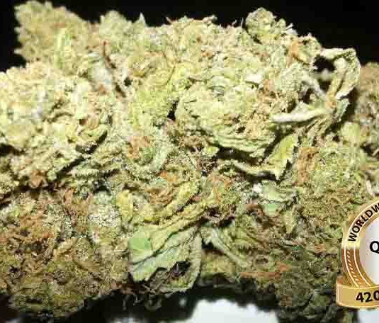 Acapulco Gold