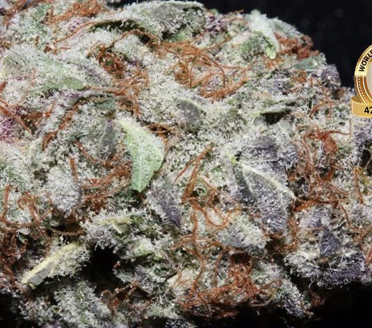 blackberry kush