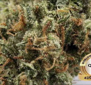 Crystal marijuana HYBRID, INDICA, SATIVA