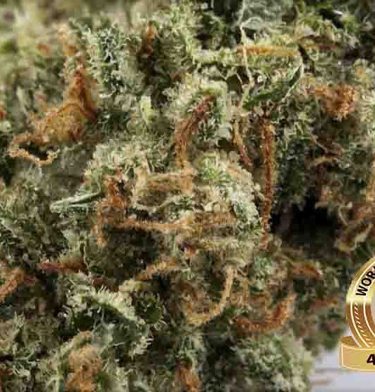 Crystal marijuana HYBRID, INDICA, SATIVA