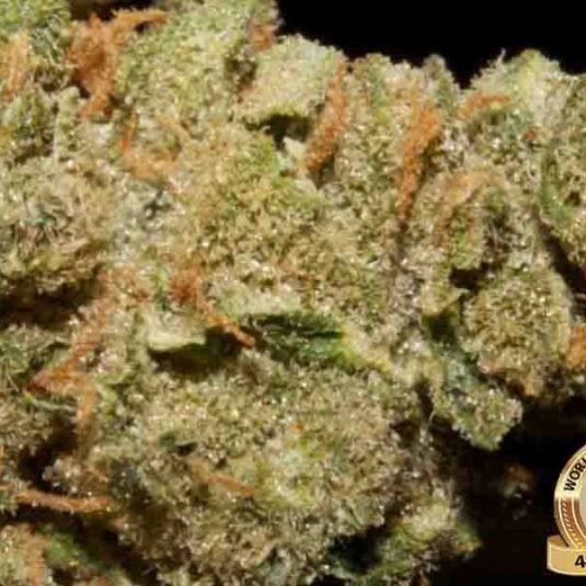 Durban Poison