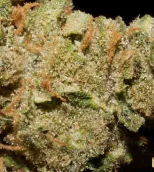 Durban Poison has been found to be effective in the treatment of appetite stimulation, migraine relief, and anti-nausea properties.
