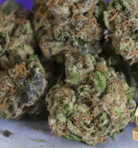 Girl Scout Cookies
