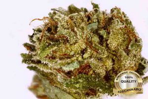 Hindu Kush Marijuana strain