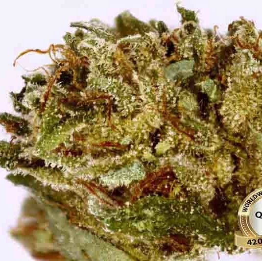 Hindu Kush Marijuana strain