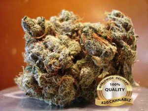 Jack Herer | Medical Marijuana Online | Weed For Sale | 420 Weed Online Sales Limited