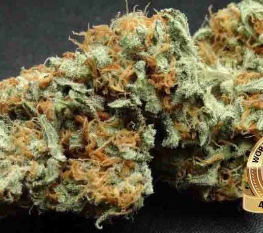 Juicy Fruit