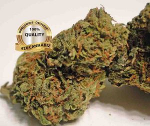 Master Kush