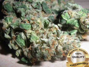 Northern Lights