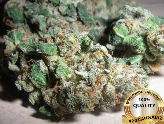 Northern Lights