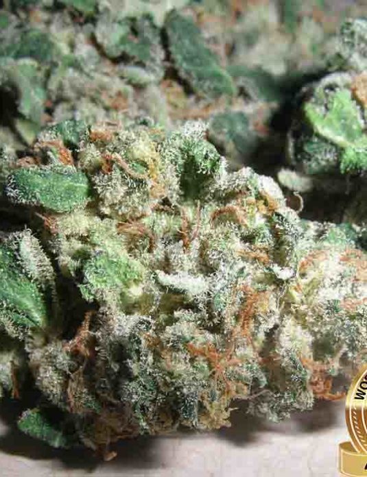 Northern Lights