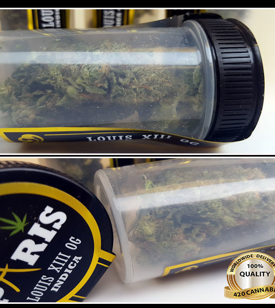 Paris Premium Flower: King Louis XIII OG