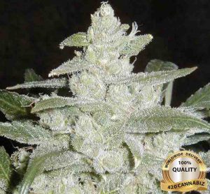 White Widow