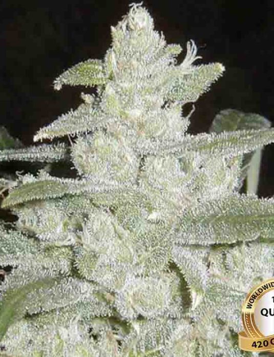 White Widow