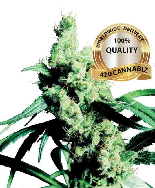Silver Haze Feminized Seeds
