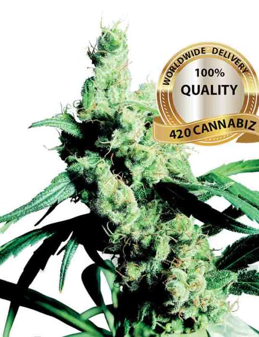 Silver Haze Feminized Seeds